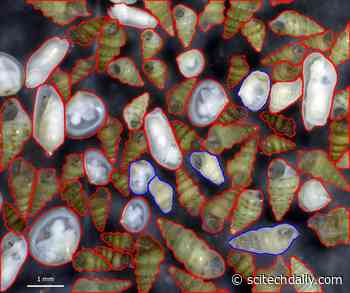 Native Biodiversity Collapse in the Eastern Mediterranean – Most Native Species Are Going Locally Extinct