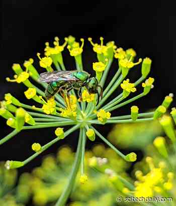 Climate Change Reduces the Abundance and Diversity of Wild Bees