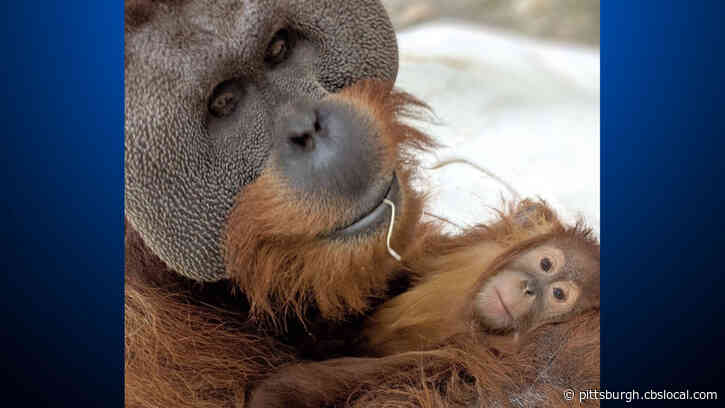 ‘Mr. Mom’: Male Orangutan Steps Up To Care For 2-Year-Old Daughter After Death Of Matriarch