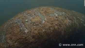 Video of manatee with 'TRUMP' etched into its back