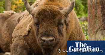 Wanted: UK bison rangers, no previous experience expected