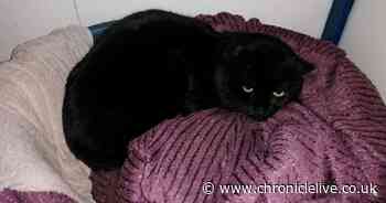 Cat found tangled in string and unable to move is rescued by the RSPCA