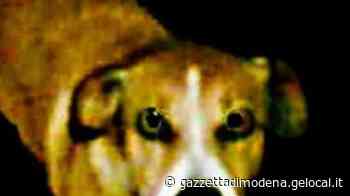 Modena. Seviziò e uccise il cane: multa da 13mila euro - La Gazzetta di Modena