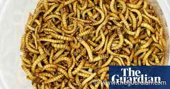 Yellow mealworm safe for humans to eat, says EU food safety agency - The Guardian