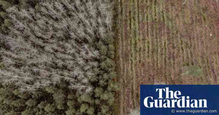 'Carbon-neutrality is a fairy tale': how the race for renewables is burning Europe's forests