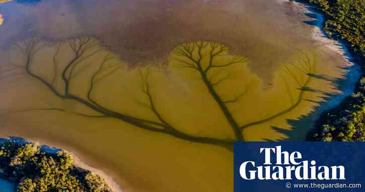'Tree of life': aerial photos reveal arboreal patterns at Lake Cakora in NSW – in pictures