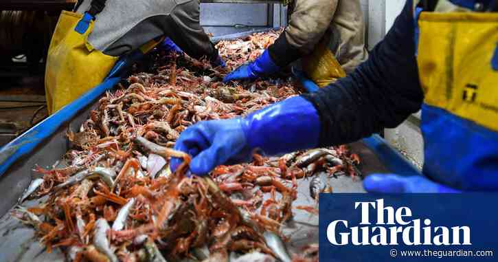 EU halts imports of seafood from smaller Scottish companies