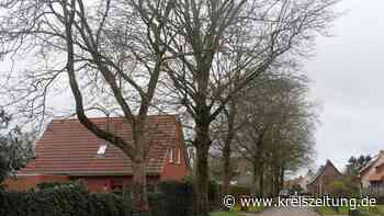 Rußrindenkrankheit in Sulingen: Fünf Ahornbäume werden gefällt - kreiszeitung.de