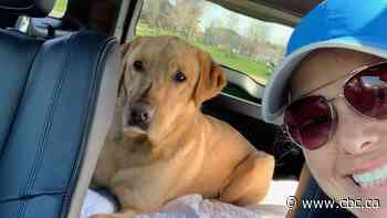 Training group loses funding after taking service dog back from officer with PTSD