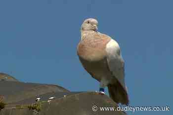 Australia plans to kill pigeon that crossed Pacific from the US - Dudley News