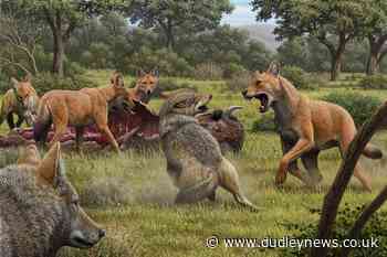Ancient DNA reveals secrets of Game Of Thrones wolves – study - Dudley News