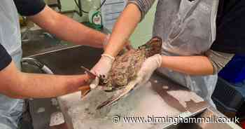 Wildlife killed in 'despicable act' at Dudley nature reserve - Birmingham Live
