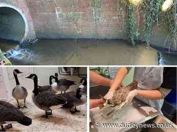 Appeal after Netherton diesel spill kills fish and wildlife | Dudley News - Dudley News