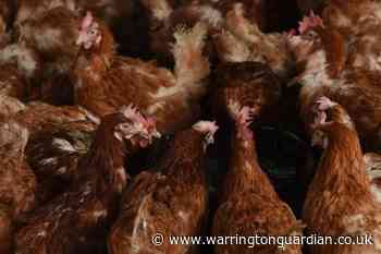 Bird flu outbreak sees warning issued to keepers - Warrington Guardian