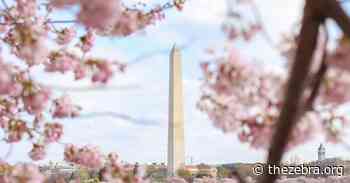 National Cherry Blossom Festival Partners With Amazon to Promote Visual Arts Project - The Zebra