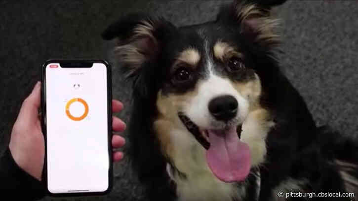 Is Your Dog Happy? AI-Powered Dog Collar ‘Translates’ Barks Into Emotions