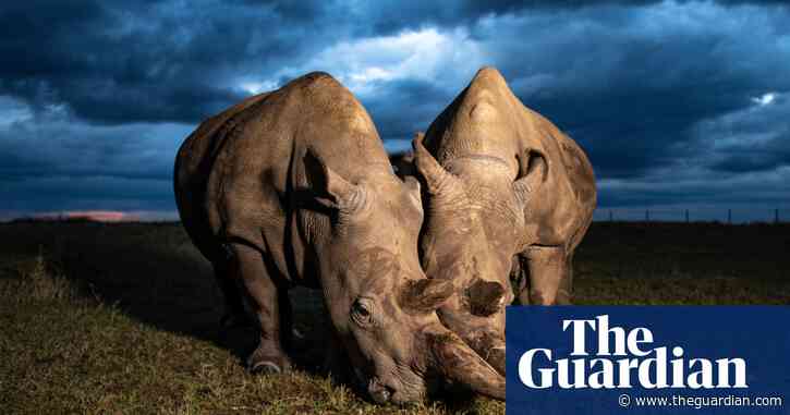 And then there were two: can northern white rhinos be saved from extinction?
