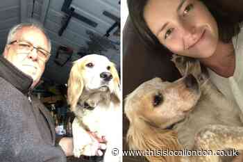 £5,000 reward on offer after dog stolen on Cannon Hill Common