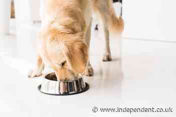 Pet food recalled following deaths of 70 dogs in US