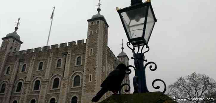 ¿Mal augurio para Inglaterra? Desaparece uno de los cuervos de la Torre de Londres