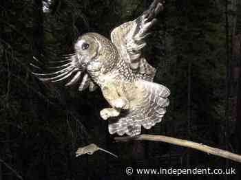 Trump administration severs protected habitat for threatened spotted owl