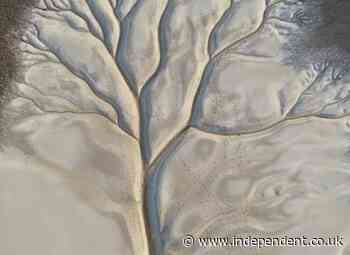 Tree oil spills into lake to form perfect image of a tree