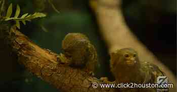 ADORABLE TWINS: Baby pygmy marmosets make their debut at the Houston Zoo - KPRC Click2Houston