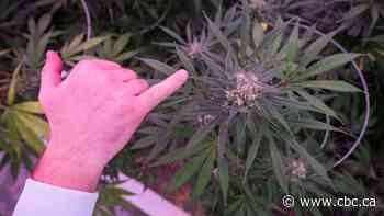 Canadian cannabis company Aphria eyes U.S. market as Biden presidency approaches