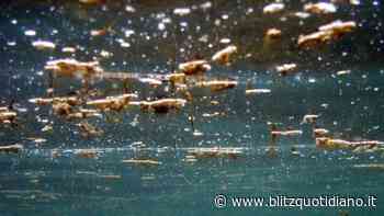Alga tossica in mare a Rocca San Giovanni (Chieti): pericolo per i bagnanti - Blitz quotidiano