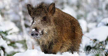 Hakuna Matata! A Wild Boar Was Spotted In Magog, Quebec But You're Not Allowed To Kill It - MTL Blog
