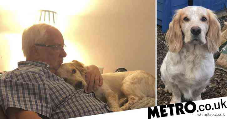 Dad devastated after dog who helped his depression stolen in vicious attack