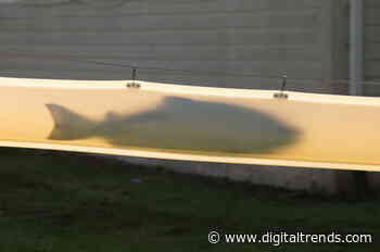 The world’s first fully automated ‘salmon cannon’ is here to save the planet