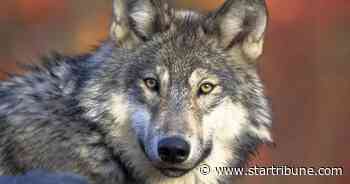 Six environmental groups sue to relist gray wolves under Endangered Species Act