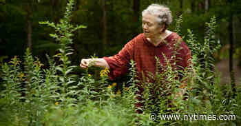 Mary Catherine Bateson Dies at 81; Anthropologist on Lives of Women