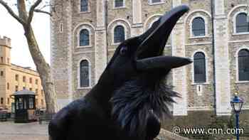 Tower of London's 'queen' raven, Merlina, missing and feared dead