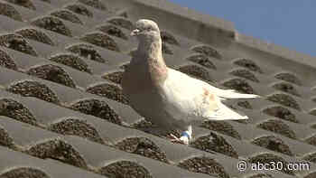 Australia to kill pigeon that crossed Pacific Ocean from Oregon