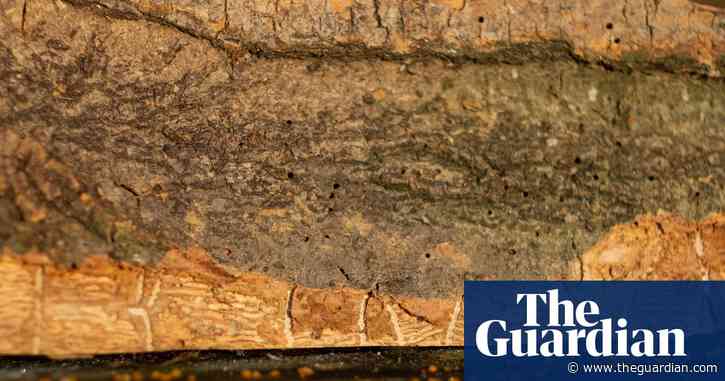 Country diary: the woodworm's map of whimsy