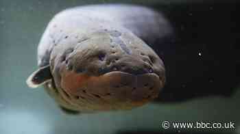 Electric eel: An Amazon predator that 'zaps' prey