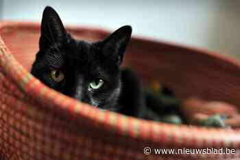 Populatie zwerfkatten daalt steeds verder in Duffel