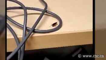 COVID-19 outbreak over, but cockroach problem at Winnipeg's Parkview Place continues