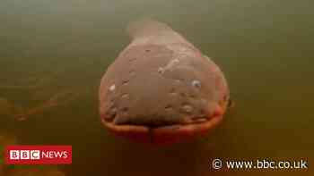 Electric eels work together to zap prey