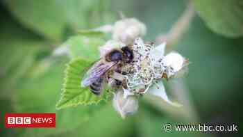 Honey detective work raises fears for bees