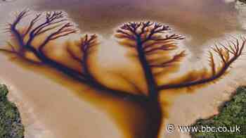 Australia: Spectacular ‘tree of life’ found in lake