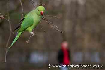 Parakeets cause a racket as debate around culling continues