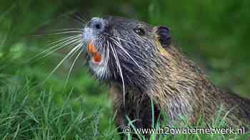 Hoger beroep in zaak tegen Hunze en Aa's over bever in muskusratklem - H2O Waternetwerk