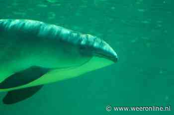 Natuurjournaal: Walvissen spotten aan de kust en bever zoekt vrouw - Weeronline