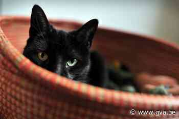 Populatie zwerfkatten daalt steeds verder in Duffel (Duffel) - Gazet van Antwerpen