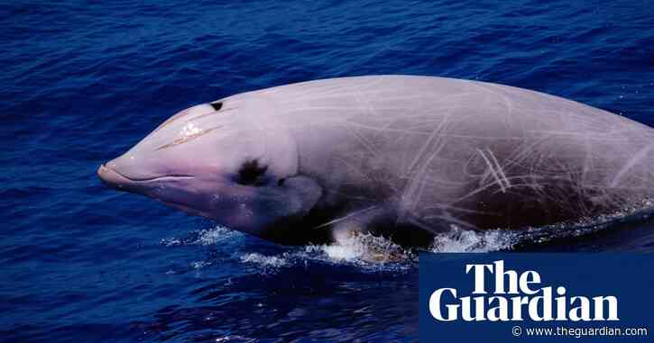 Left stranded: US military sonar linked to whale beachings in Pacific, say scientists