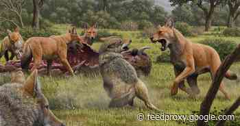 Game of Thrones dire wolves were real. We now know why they went extinct     - CNET