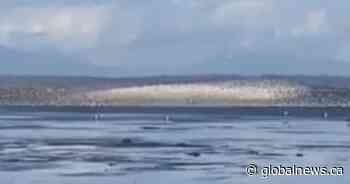 B.C. resident captures amazing display of birds in murmuration over delta mudflats